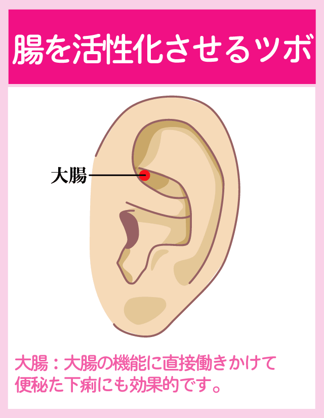 腸の活性化に繋がる耳ツボ