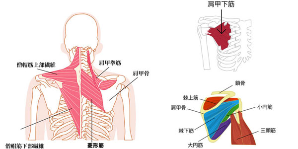 肩周辺の筋肉の解説図