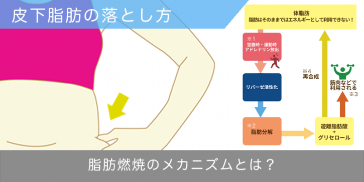 皮下脂肪の落とし方は脂肪燃焼のメカニズムを理解しよう ダイエットなら美wise！