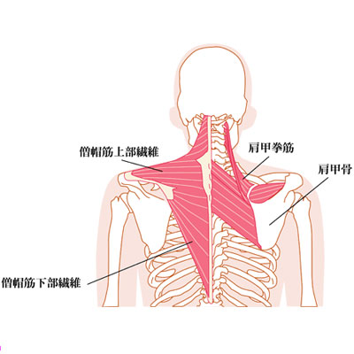 肩甲拳筋（けんこうきょきん）の図解