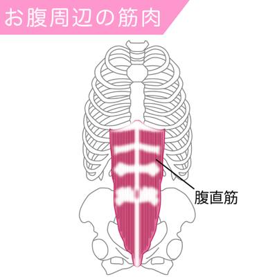 腹直筋の筋肉図