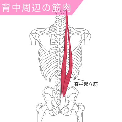 脊柱起立筋の筋肉図
