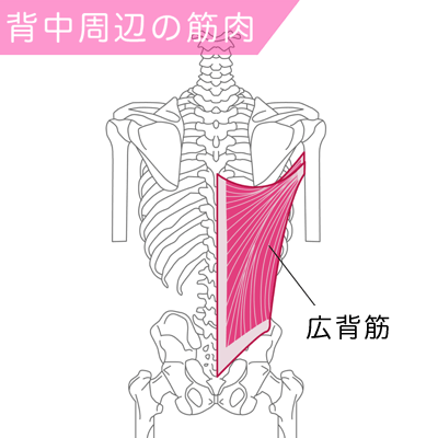 広背筋の筋肉図