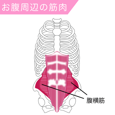 腹横筋の筋肉図