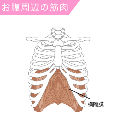 横隔膜の筋肉図