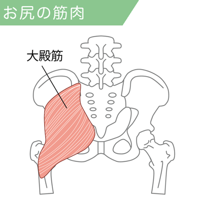 大臀筋の筋肉図