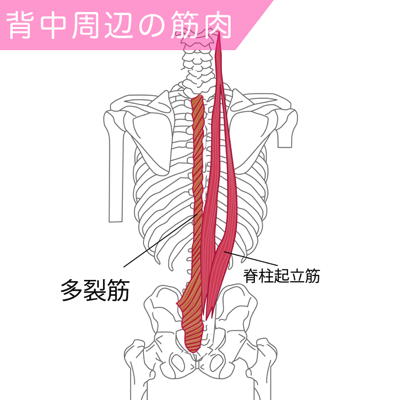 脊柱起立筋と多裂筋の筋肉図