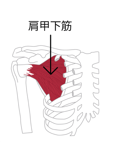 ローテーターカフ：肩甲下筋の図解