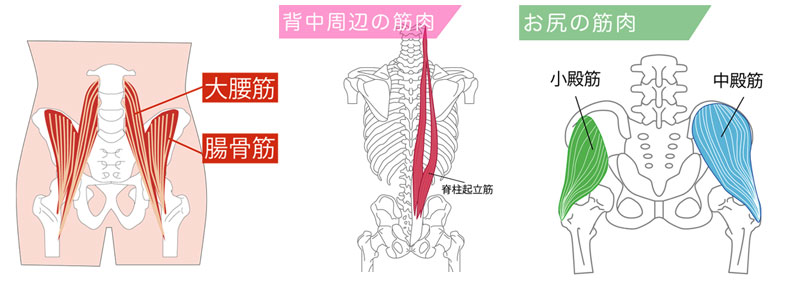 骨盤の前傾に関わる：脊柱起立筋/小殿筋/腸腰筋/腸腰筋（大腰筋＋腸骨筋）