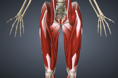 股関節周辺の筋肉(内転筋群、腸腰筋、梨状筋、大腿直筋、大腿筋膜張筋)