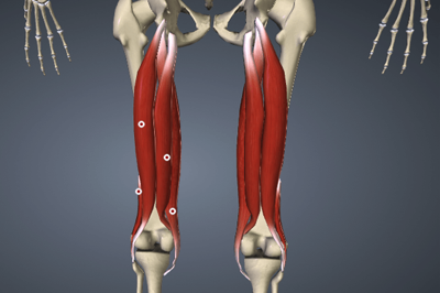 ハムストリングスの図解（大腿二頭筋,半腱様筋,半膜様筋）
