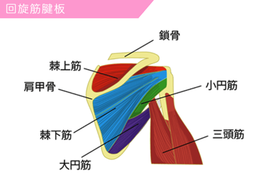 回旋筋腱板（ローテーター・カフ）と呼ばれる筋肉の図解