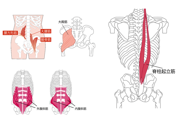 腰痛に関わりの深い筋肉：腰方形筋・臀筋群・大腰筋・脊柱起立筋・腹斜筋